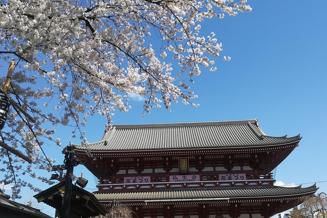 Cherry Blossom Highlights, Asakusa, Ueno & Meiji Shrine - Best Time to Visit Cherry Blossoms