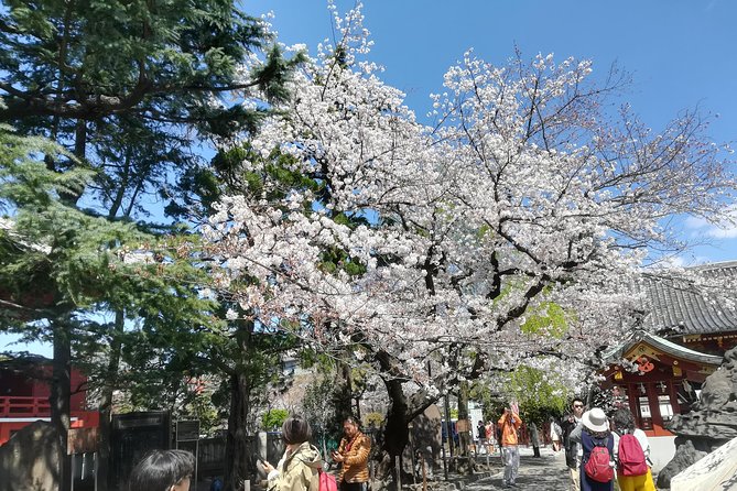 Cherry Blossom Highlights, Asakusa, Ueno & Meiji Shrine - Exploring Asakusas Cherry Blossom Scenery