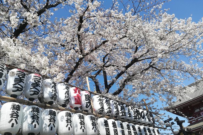Cherry Blossom Highlights, Asakusa, Ueno & Meiji Shrine - Ueno Parks Cherry Blossoms