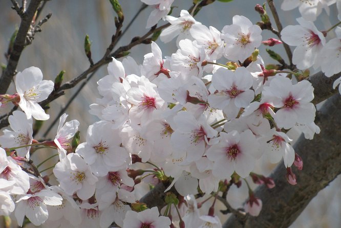 Cherry Blossom Highlights, Asakusa, Ueno & Meiji Shrine - Cherry Blossom Viewing at Meiji Shrine