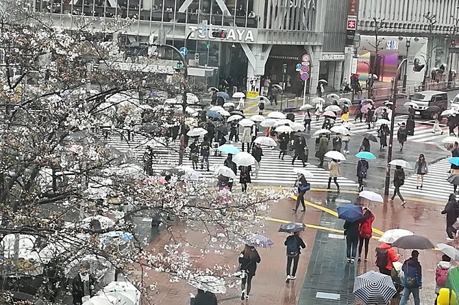 Cherry Blossom Highlights, Asakusa, Ueno & Meiji Shrine - Must-See Cherry Blossom Spots in Tokyo