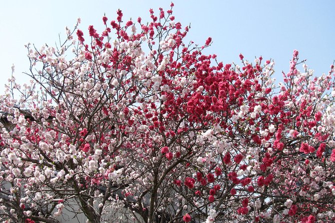 Cherry Blossom Highlights, Asakusa, Ueno, Yanaka - Cultural Festivities