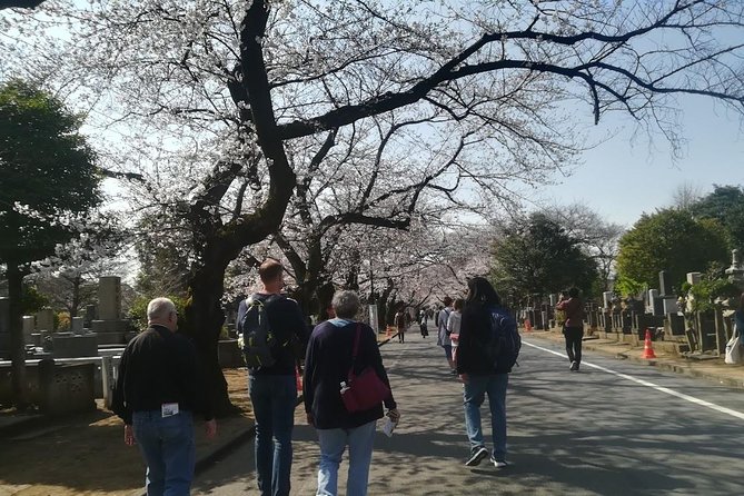 Cherry Blossom Highlights, Asakusa, Ueno, Yanaka - The Sum Up