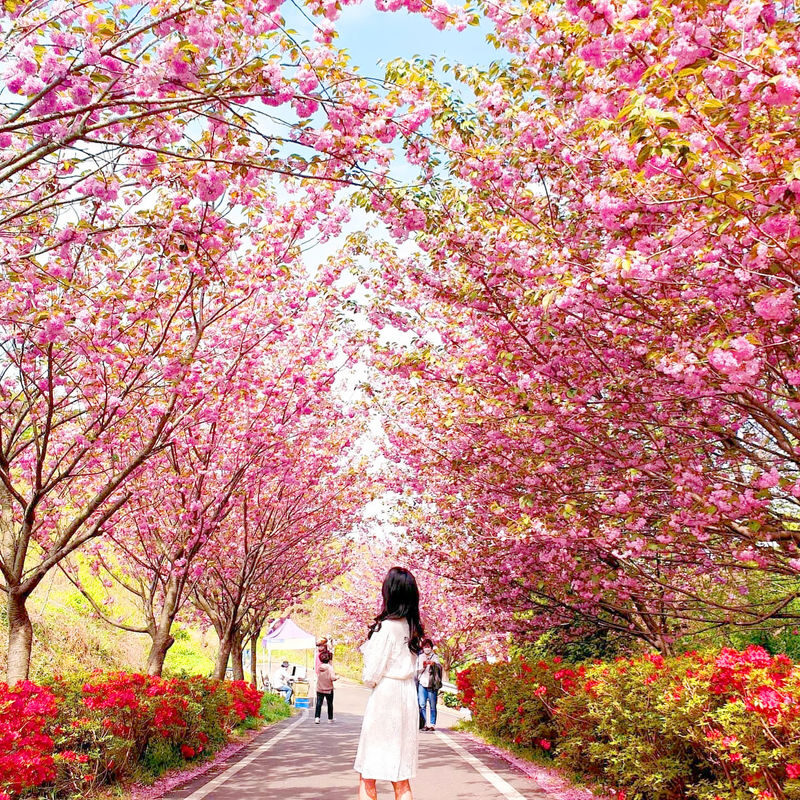 Cherry Blossom One Day Tour from Seoul: Coastal & Temple Spring View - The temple option: Gaesimsa and Munsusa