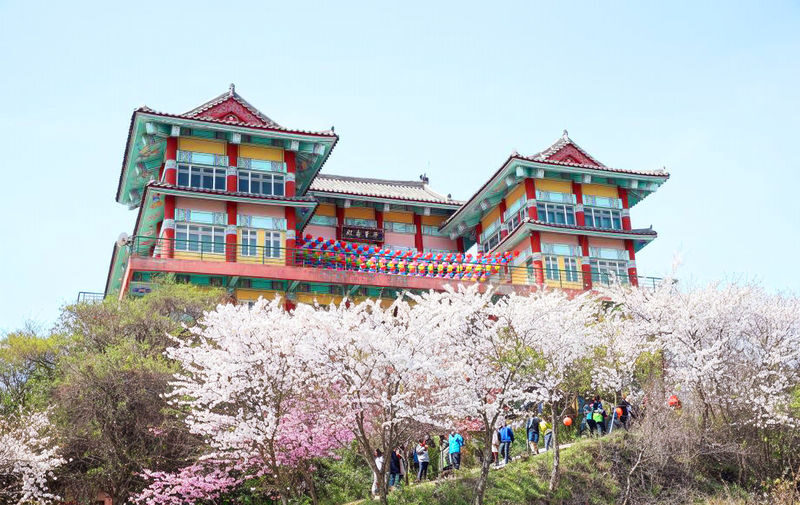 Cherry Blossom One Day Tour from Seoul: Coastal & Temple Spring View - Taean Tulip Festival, with two hours to roam