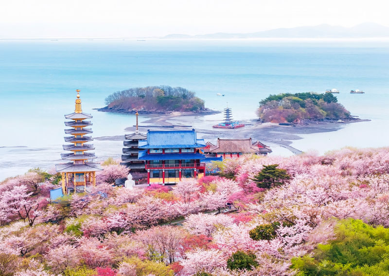 Cherry Blossom One Day Tour from Seoul: Coastal & Temple Spring View - The guide can make a long day feel easy