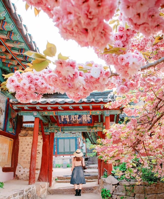Cherry Blossom One Day Tour from Seoul: Coastal & Temple Spring View - Timing, access and a few practical details