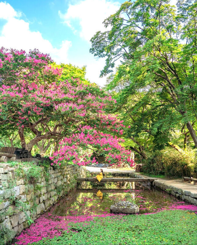 Cherry Blossom One Day Tour from Seoul: Coastal & Temple Spring View - Who should book this spring outing