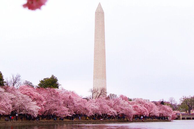 Cherry Blossom Private Bus Tour of Washington DC - Good To Know