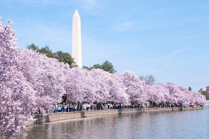 Cherry Blossom Private Bus Tour of Washington DC - Final Thoughts