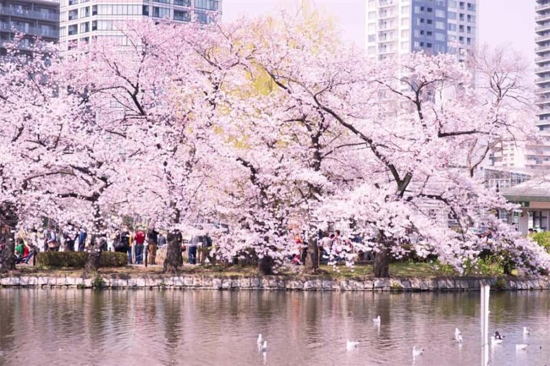 Cherry Blossom Seasonal Special: Classic Tokyo Day Tour - Overall Value and Practical Considerations