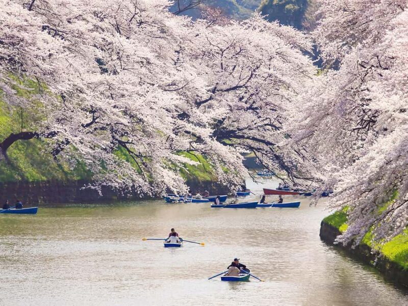 Cherry Blossom Seasonal Special: Classic Tokyo Day Tour - Who Should Consider This Tour?