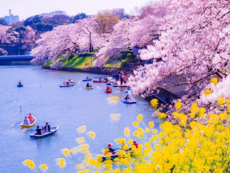 Cherry Blossom Seasonal Special: Classic Tokyo Day Tour - Good To Know  