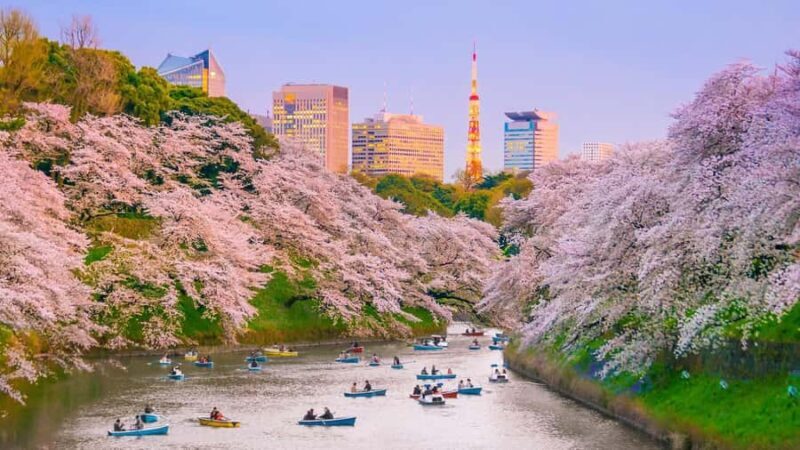 Cherry Blossom Seasonal Special: Classic Tokyo Day Tour - Exploring the Highlights of the Cherry Blossom Seasonal Special