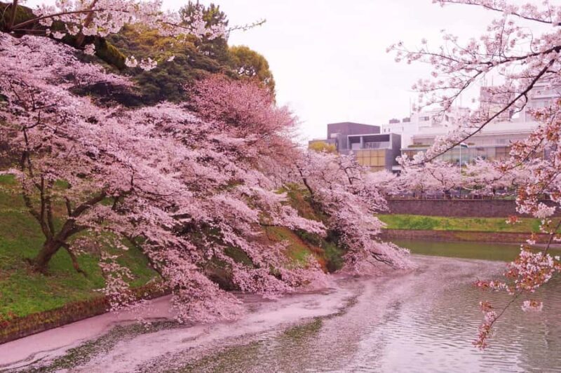 Cherry Blossom Seasonal Special: Classic Tokyo Day Tour - Who Will Love This Tour?