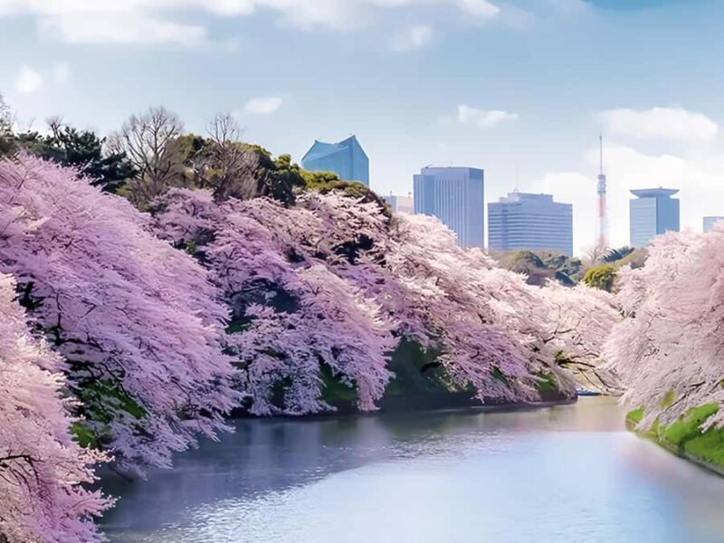 Cherry Blossom Seasonal Special: Classic Tokyo Day Tour - The Sum Up