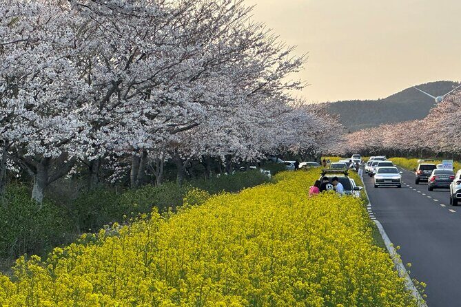 Cherry Blossom Tour in East Jeju Island & Women Divers Show - Authentic Experiences & Review Highlights