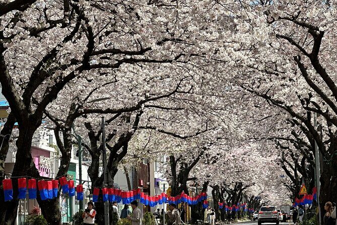Cherry Blossom Tour in East Jeju Island & Women Divers Show - The Sum Up: Is This Tour Right for You?