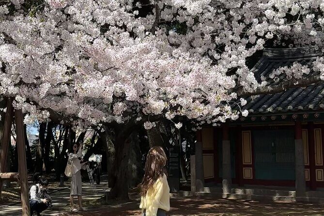 Cherry Blossom Tour in East Jeju Island & Women Divers Show - FAQs