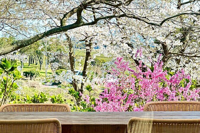 Cherry Blossom Tour in South Jeju Island & Tangerine Cafe - A Closer Look at the Cherry Blossom Tour in South Jeju