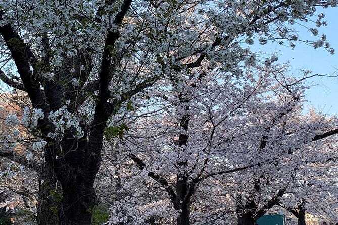 Cherry Blossom Tour in Tokyo - Exploring Tokyos Cherry Blossom-Adorned Streets and Parks