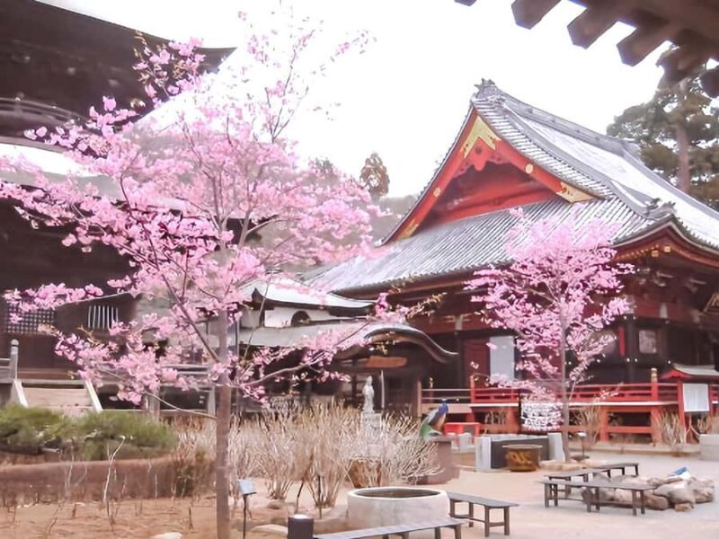 Cherry Blossom Tunnel & Sea: A Spring Day Tour of Ibaraki - A Closer Look: What to Expect on This Day Trip