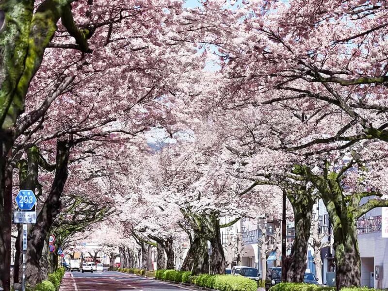 Cherry Blossom Tunnel & Sea: A Spring Day Tour of Ibaraki - An Authentic Day in Ibaraki: What to Expect