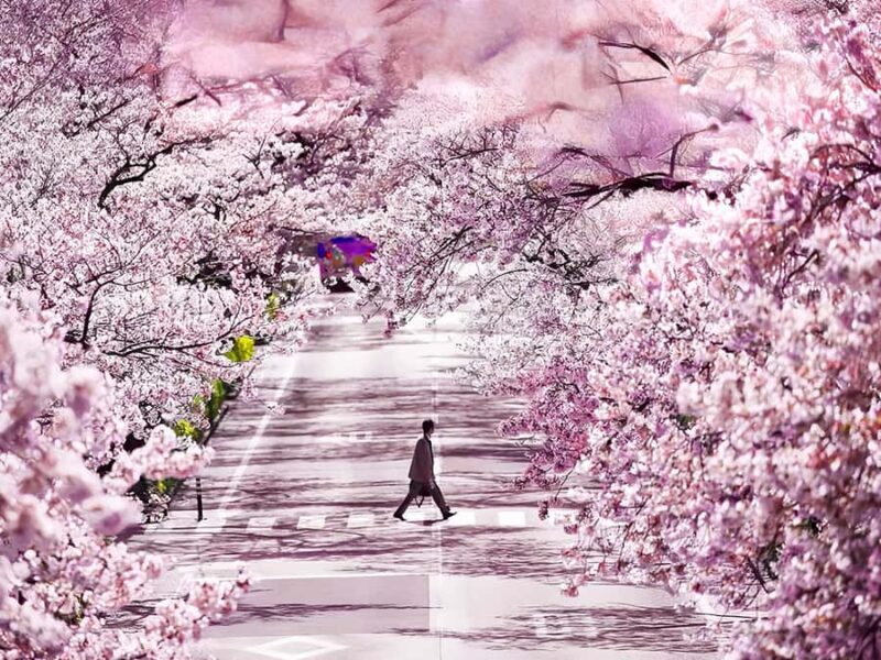 Cherry Blossom Tunnel & Sea: A Spring Day Tour of Ibaraki - The Practical Side: What’s Included and Tips