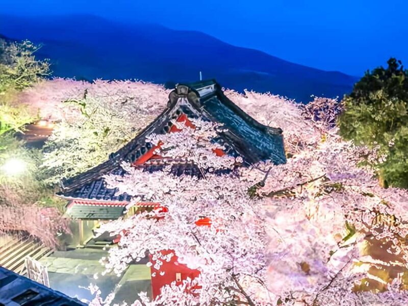 Cherry Blossom Tunnel & Sea: A Spring Day Tour of Ibaraki - Additional Tips