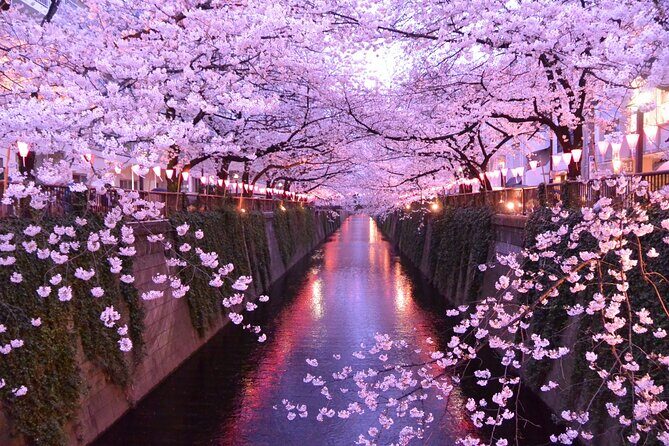 Cherry Blossom Viewing Tour at Meguro River with Authentic meal - Good To Know