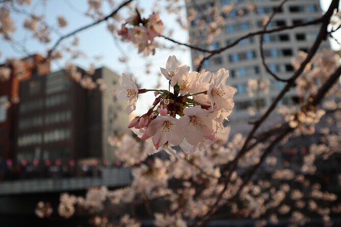 Cherry Blossom Viewing Tour at Meguro River with Authentic meal - Exploring the Cherry Blossom Tour at Meguro River