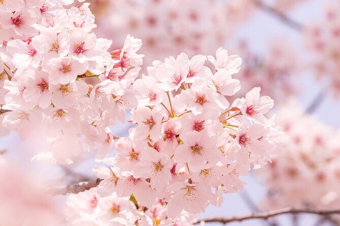Cherry Blossoms and Strawberry Picking Tour from Tokyo Kawagoe - Good To Know