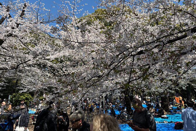 Cherry Blossoms and Strawberry Picking Tour from Tokyo Kawagoe - Exploring the Kawagoe Cherry Blossoms and Strawberry Picking Experience