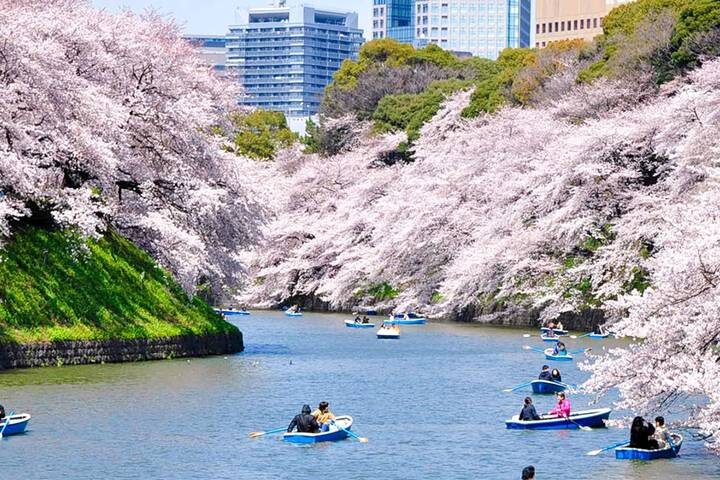Cherry Blossoms of Japan Tour (Tailor-Made Private) - 14 Days by Odynovo - A spring route with room for more than blossoms