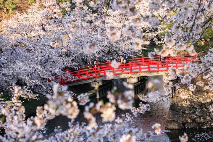 Cherry Blossoms of Japan Tour (Tailor-Made Private) - 14 Days by Odynovo - Fuji views and a ryokan night in Hakone