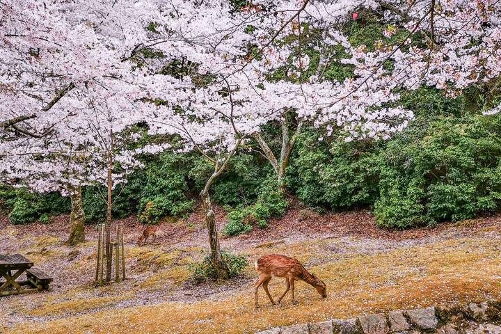 Cherry Blossoms of Japan Tour (Tailor-Made Private) - 14 Days by Odynovo - Kanazawa gardens, then Kyoto’s spring paths