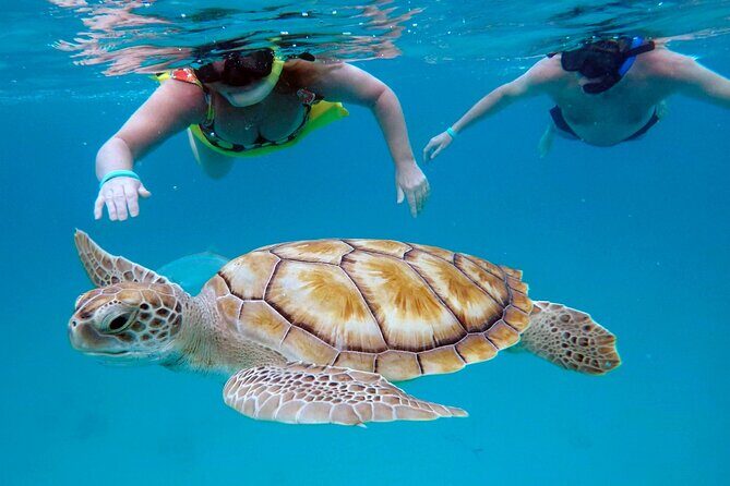 Ches snorkel cruise! turtles & shipwrecks (semi private) - Good To Know