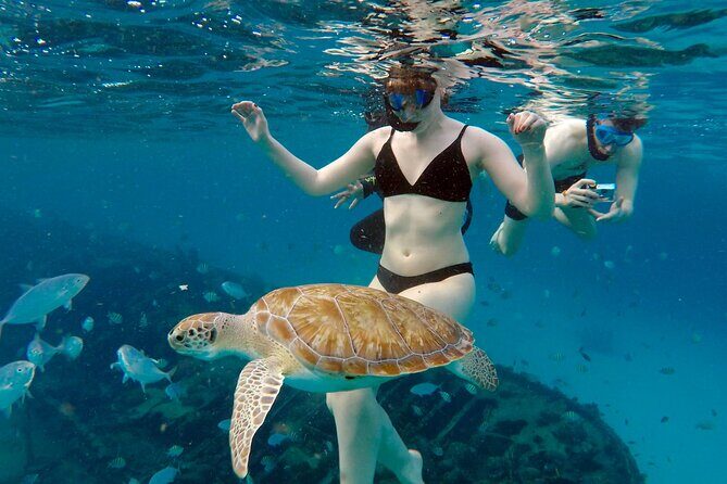 Ches snorkel cruise! turtles & shipwrecks (semi private) - Duration, Cost & Value