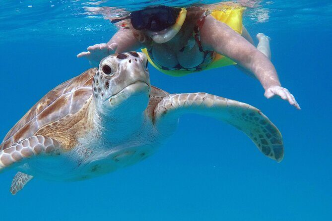 Ches snorkel cruise! turtles & shipwrecks (semi private) - Who Will Love This Tour?