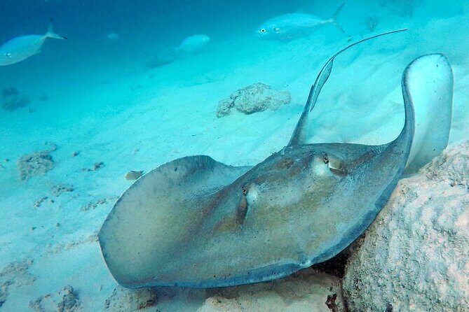 Ches snorkel cruise! turtles & shipwrecks (semi private) - Practical Tips & Considerations