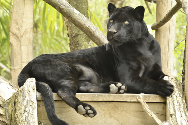 Chessy: Parrot World Immersive Animal Park Day Pass - Location and Getting There