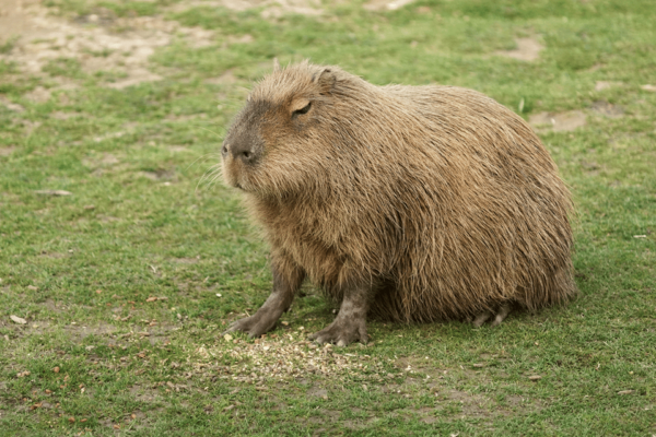 Chessy: Parrot World Immersive Animal Park Day Pass - Questions You May Have