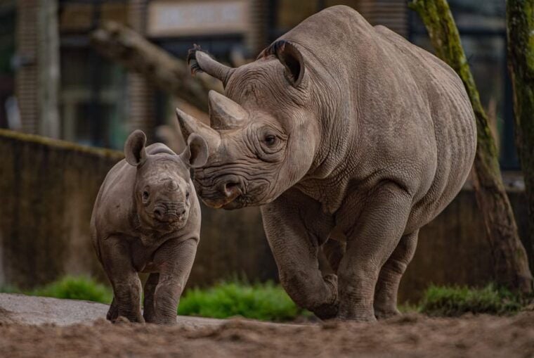 Chester: Chester Zoo Entry Ticket - Who Is This Experience Best For?