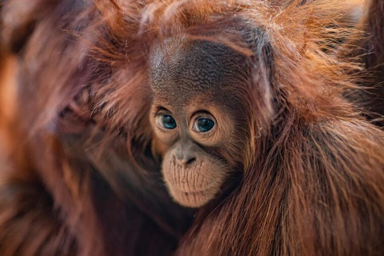 Chester: Chester Zoo Entry Ticket - FAQ