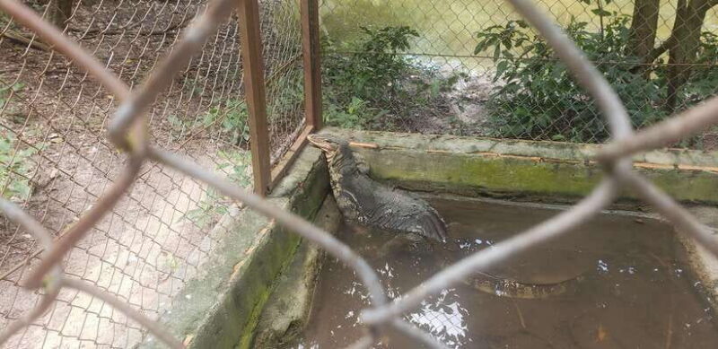 Chi so mountain _ Ta moa zoo_ Bati temple Tour - What You Can Expect from the Day