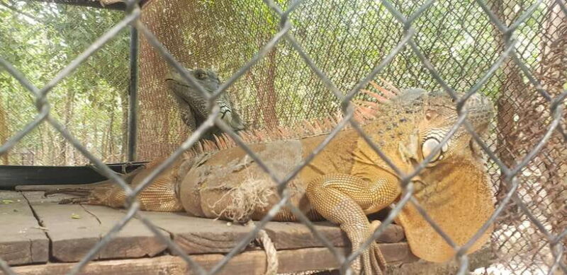 Chi so mountain _ Ta moa zoo_ Bati temple Tour - Who Will Love This Experience?