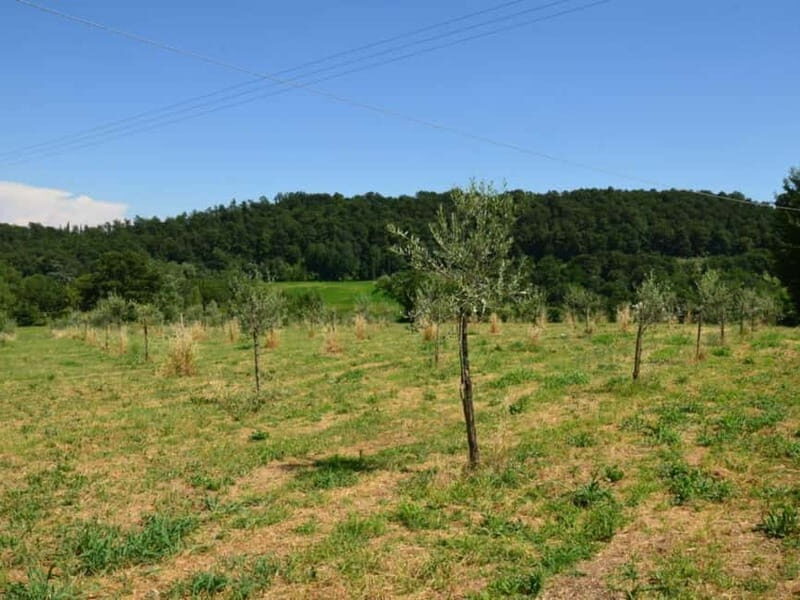 Chianciano: Olive Mill Tour with Oil and Food Tasting - A Closer Look at the Olive Mill Tour Experience