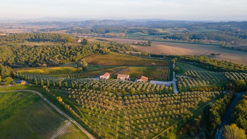 Chianciano Terme: Guided Winery Tour & Wine Tasting - An Insightful Journey into Tuscan Organic Wines