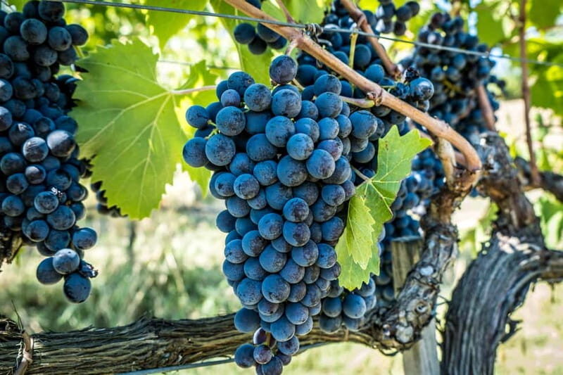 Chianciano Terme: Guided Winery Tour & Wine Tasting - Is This Tour Right for You?