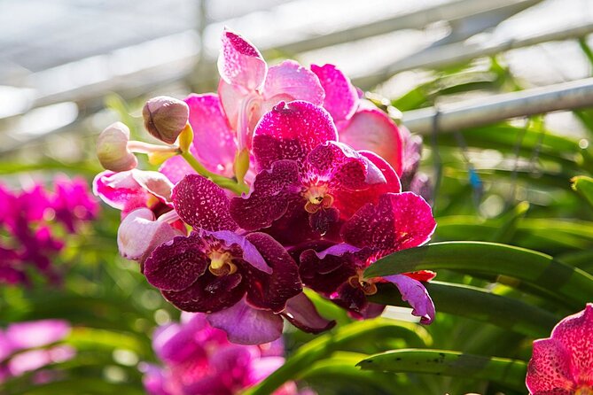 Chiang Dao Cave & 5 Hill Tribe Villages - Common Questions